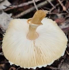 Lepiota s.l. at Denman Prospect, ACT - 10 Apr 2020