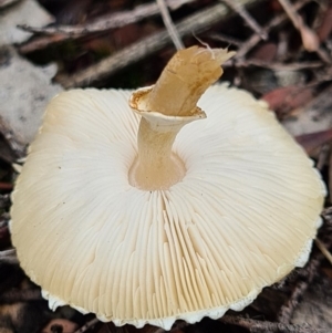 Lepiota s.l. at Denman Prospect, ACT - 10 Apr 2020 02:10 PM