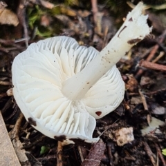 zz agaric (stem; gills white/cream) at Piney Ridge - 10 Apr 2020 by AaronClausen