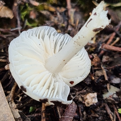 zz agaric (stem; gills white/cream) at Piney Ridge - 10 Apr 2020 by AaronClausen