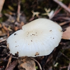 zz agaric (stem; gills white/cream) at Denman Prospect, ACT - 10 Apr 2020