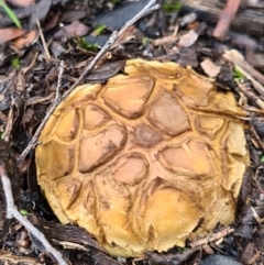 Scleroderma sp. (Scleroderma) at Denman Prospect, ACT - 10 Apr 2020 by AaronClausen