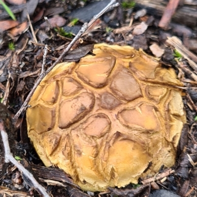 Scleroderma sp. (Scleroderma) at Piney Ridge - 10 Apr 2020 by AaronClausen