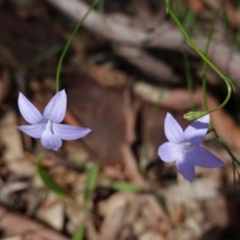 Wahlenbergia capillaris (Tufted Bluebell) at Hughes, ACT - 1 Apr 2020 by JackyF