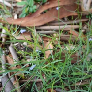 Wahlenbergia capillaris at Hughes, ACT - 1 Apr 2020