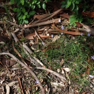 Wahlenbergia capillaris at Hughes, ACT - 1 Apr 2020