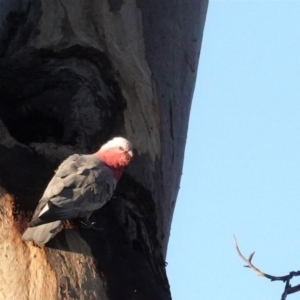 Eolophus roseicapilla at Hughes, ACT - 10 Apr 2020