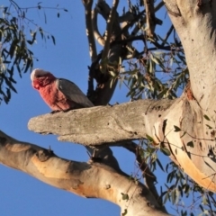 Eolophus roseicapilla at Hughes, ACT - 10 Apr 2020