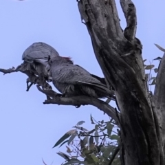 Callocephalon fimbriatum (Gang-gang Cockatoo) at Hughes Grassy Woodland - 9 Apr 2020 by JackyF