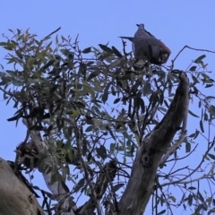 Callocephalon fimbriatum at Hughes, ACT - suppressed