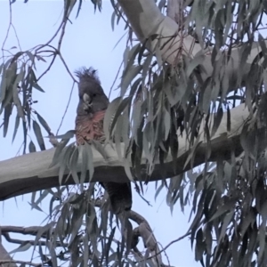 Callocephalon fimbriatum at Deakin, ACT - 9 Apr 2020