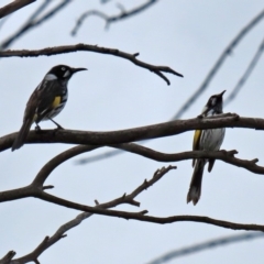 Phylidonyris novaehollandiae (New Holland Honeyeater) at Jerrabomberra Wetlands - 9 Apr 2020 by RodDeb