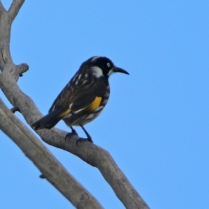 Phylidonyris novaehollandiae at Fyshwick, ACT - 9 Apr 2020