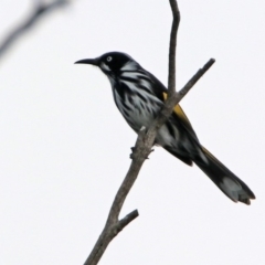 Phylidonyris novaehollandiae at Fyshwick, ACT - 9 Apr 2020