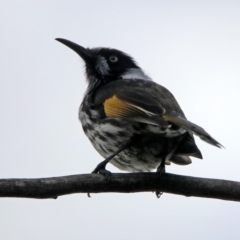 Phylidonyris novaehollandiae at Fyshwick, ACT - 9 Apr 2020