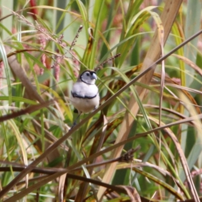 Stizoptera bichenovii (Double-barred Finch) at Jerrabomberra Wetlands - 9 Apr 2020 by RodDeb