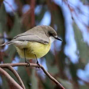 Gerygone olivacea at Fyshwick, ACT - 9 Apr 2020