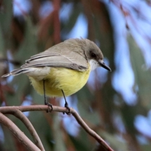 Gerygone olivacea at Fyshwick, ACT - 9 Apr 2020