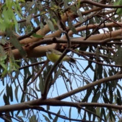 Gerygone olivacea at Fyshwick, ACT - 9 Apr 2020