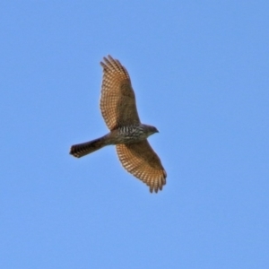 Accipiter fasciatus at Fyshwick, ACT - 9 Apr 2020