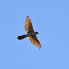 Accipiter fasciatus at Fyshwick, ACT - 9 Apr 2020