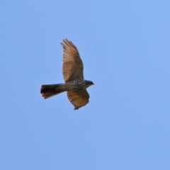 Accipiter fasciatus at Fyshwick, ACT - 9 Apr 2020