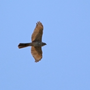 Accipiter fasciatus at Fyshwick, ACT - 9 Apr 2020