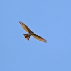 Accipiter fasciatus at Fyshwick, ACT - 9 Apr 2020