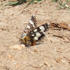 Apina callisto (Pasture Day Moth) at Fyshwick, ACT - 9 Apr 2020 by RodDeb