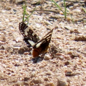 Apina callisto at Fyshwick, ACT - 9 Apr 2020