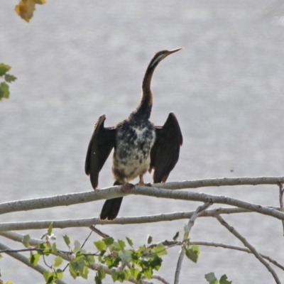 Anhinga novaehollandiae (Australasian Darter) at Fyshwick, ACT - 9 Apr 2020 by RodDeb