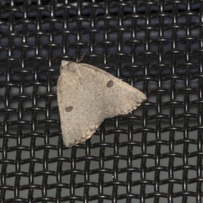 Amelora undescribed species (A Geometrid moth (Ennominae)) at Higgins, ACT - 10 Apr 2020 by AlisonMilton