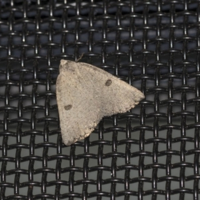 Amelora undescribed species (A Geometrid moth) at Higgins, ACT - 10 Apr 2020 by AlisonMilton