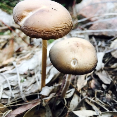 Oudemansiella 'radicata group' (Rooting shank) at Acton, ACT - 9 Apr 2020 by RWPurdie