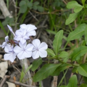 Plumbago auriculata at Theodore, ACT - 9 Apr 2020 10:52 AM