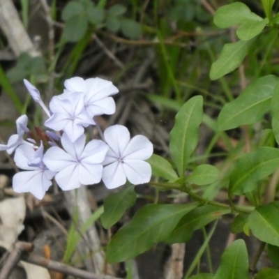Plumbago auriculata (Cape Leadwort, Plumbago) at Theodore, ACT - 9 Apr 2020 by owenh