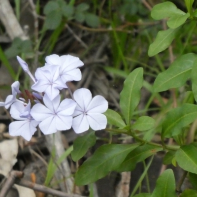 Plumbago auriculata (Cape Leadwort, Plumbago) at Tuggeranong Hill - 9 Apr 2020 by Owen