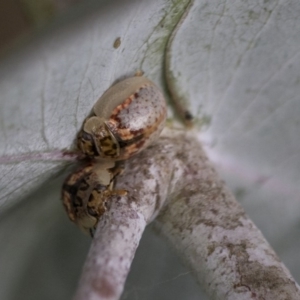 Paropsisterna m-fuscum at Scullin, ACT - 8 Apr 2020