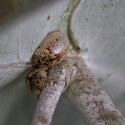 Paropsisterna m-fuscum (Eucalyptus Leaf Beetle) at Scullin, ACT - 8 Apr 2020 by AlisonMilton