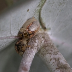 Paropsisterna m-fuscum (Eucalyptus Leaf Beetle) at Scullin, ACT - 8 Apr 2020 by AlisonMilton