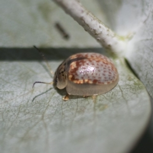 Paropsisterna m-fuscum at Scullin, ACT - 8 Apr 2020 12:30 PM