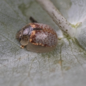 Paropsisterna m-fuscum at Scullin, ACT - 8 Apr 2020