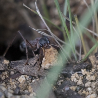 Myrmecia nigriceps (Black-headed bull ant) at Scullin, ACT - 8 Apr 2020 by AlisonMilton