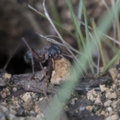 Myrmecia nigriceps (Black-headed bull ant) at Scullin, ACT - 8 Apr 2020 by AlisonMilton