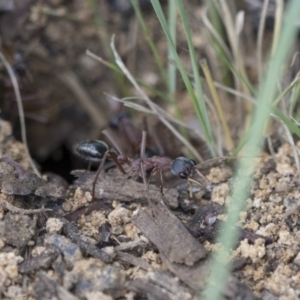 Myrmecia nigriceps at Scullin, ACT - 8 Apr 2020