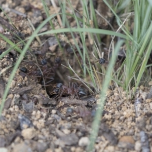 Myrmecia nigriceps at Scullin, ACT - 8 Apr 2020 12:00 PM