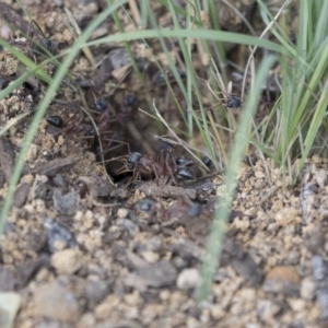 Myrmecia nigriceps at Scullin, ACT - 8 Apr 2020