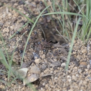 Myrmecia nigriceps at Scullin, ACT - 8 Apr 2020