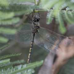 Hemicordulia australiae (Australian Emerald) at Scullin, ACT - 8 Apr 2020 by AlisonMilton