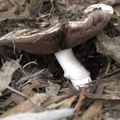 Agaricus sp. (Agaricus) at Scullin, ACT - 8 Apr 2020 by AlisonMilton